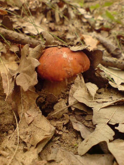 varganya_2011_08_018.jpg varganya_2011_08_018.jpg