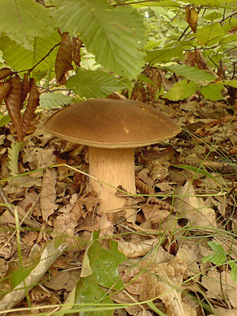 varganya_2011_08_019.jpg varganya_2011_08_019.jpg