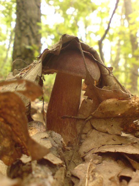 varganya_2011_08_021.jpg varganya_2011_08_021.jpg