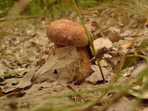 varganya_2011_08_022.jpg varganya_2011_08_022.jpg