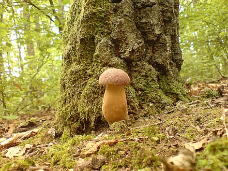 varganya_2011_08_024.jpg varganya_2011_08_024.jpg