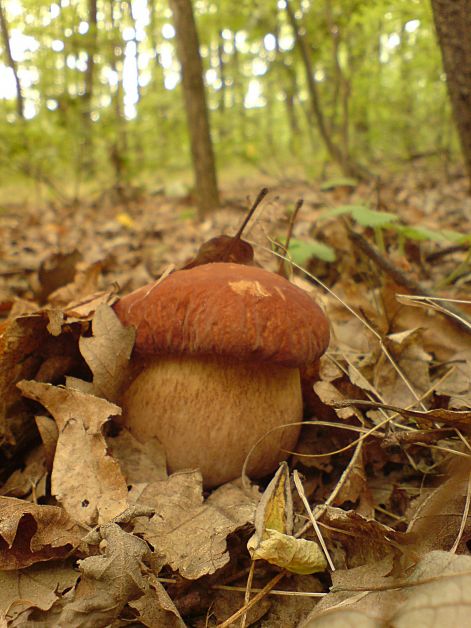 varganya_2011_08_025.jpg varganya_2011_08_025.jpg