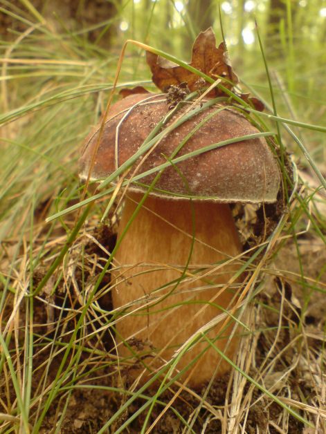 varganya_2011_08_028.jpg varganya_2011_08_028.jpg