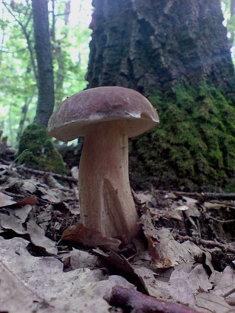 varganya_2011_08_030.jpg varganya_2011_08_030.jpg
