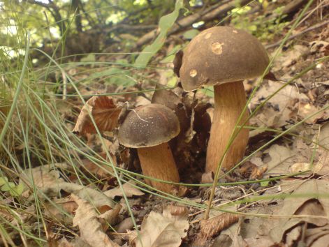 varganya_2011_08_031.jpg varganya_2011_08_031.jpg