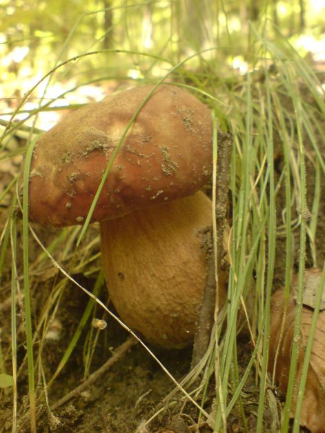 varganya_2011_08_033.jpg varganya_2011_08_033.jpg