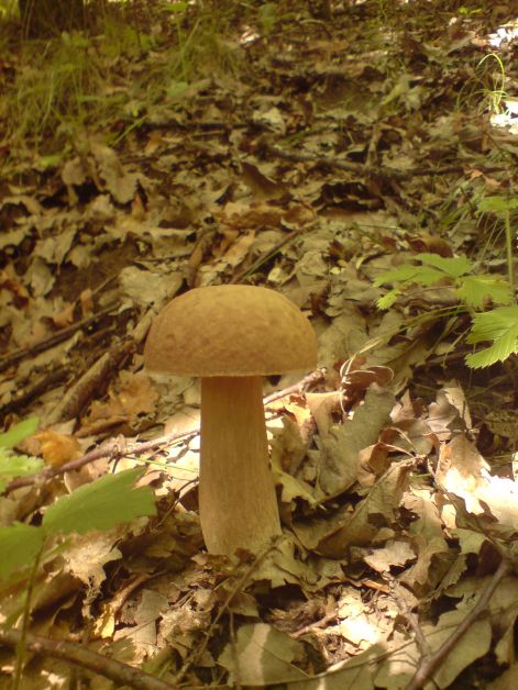 varganya_2011_08_035.jpg varganya_2011_08_035.jpg