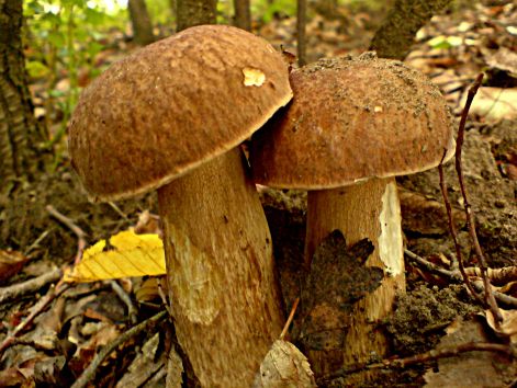 varganya_2011_08_039.jpg varganya_2011_08_039.jpg