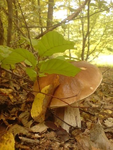 varganya_2012_10_15.jpg varganya_2012_10_15.jpg