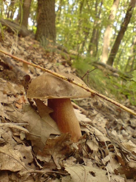 varganya_25_2011_08.jpg varganya_25_2011_08.jpg