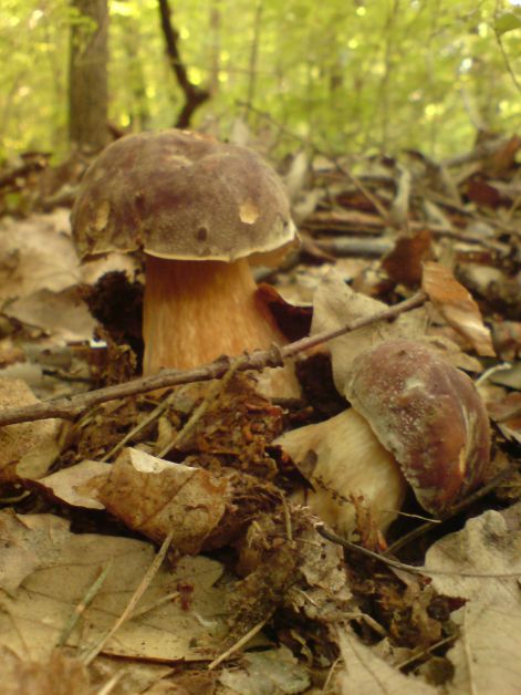 varganya_27_2011_08.jpg varganya_27_2011_08.jpg