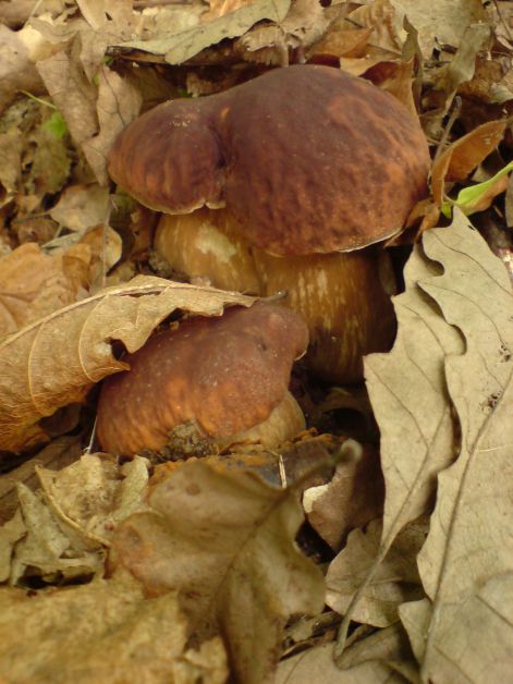 varganya_29_2011_08.jpg varganya_29_2011_08.jpg