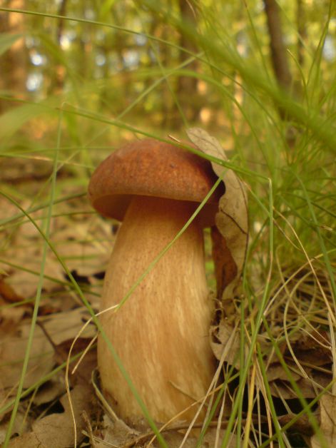 varganya_32_2011_08.jpg varganya_32_2011_08.jpg