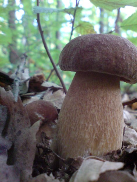 varganya_33_2011_08.jpg varganya_33_2011_08.jpg