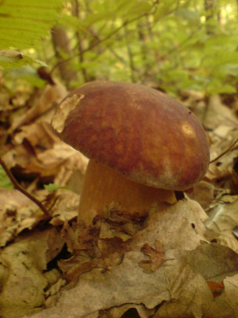 varganya_34_2011_08.jpg varganya_34_2011_08.jpg
