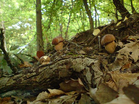 varganya_3_2011_08.jpg varganya_3_2011_08.jpg