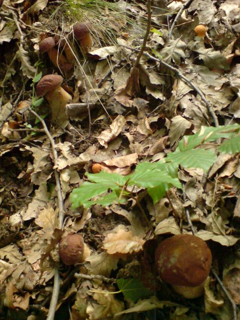 varganya_6_2011_08.jpg varganya_6_2011_08.jpg