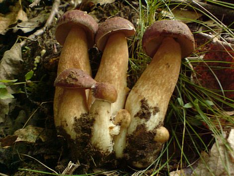 varganya_7_2011_08.jpg varganya_7_2011_08.jpg