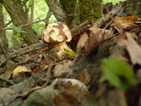 varganya_9_2011_08.jpg varganya_9_2011_08.jpg