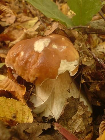 varganya_ragott_2012_10_15.jpg varganya_ragott_2012_10_15.jpg